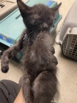A378633 -  Domestic Short Hair Cat for Adoption in Stockton, California - A378633 | PetCurious