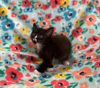 Shrek -  Domestic Short Hair Cat for Adoption in Effingham, Illinois - Shrek | PetCurious