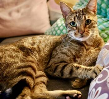 Simba -  Bengal and Savannah Cat for Adoption in Kirkland, Quebec - Simba | PetCurious