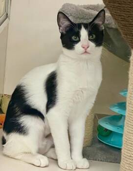 Rescue Domestic Short Hair Cats for Adoption in Huntington Beach, California - Catalina | PetCurious