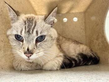 A882636 -  Domestic Medium Hair Cat for Adoption in Camarillo, California - A882636 | PetCurious