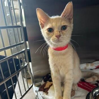 Mira -  Domestic Short Hair Cat for Adoption in Knoxville, Tennessee - Mira | PetCurious