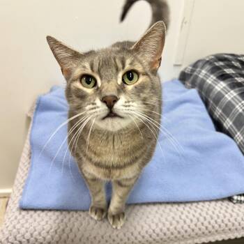 Michael Caine -  Tabby Cat for Adoption in Maple Ridge, British Columbia - Michael Caine | PetCurious