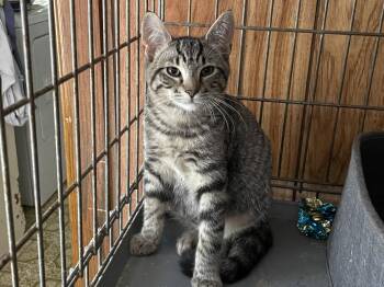 Piper -  Domestic Short Hair Cat for Adoption in Herndon, Virginia - Piper | PetCurious