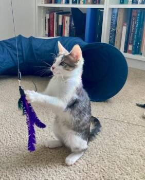 Benny -  Domestic Short Hair Cat for Adoption in Fort Collins, Colorado - Benny | PetCurious