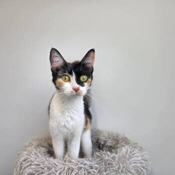 Cassie -  Domestic Short Hair Cat for Adoption in Clavet, Saskatchewan - Cassie | PetCurious
