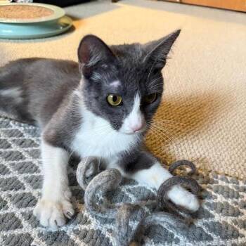 Domestic Short Hair Cats Available for Adoption in Minnetonka, Minnesota - Konjori C68933 | PetCurious