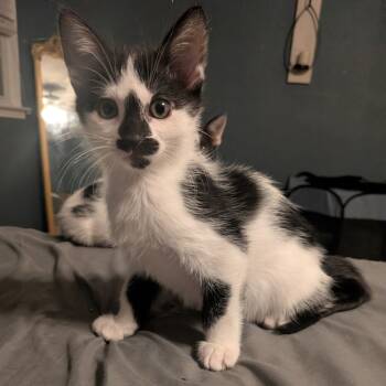 Rescue Domestic Short Hair Cats for Adoption in San Antonio, Texas - Gomez | PetCurious