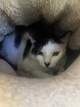 Domestic Short Hair Cats Available for Adoption in Largo, Florida - Edgar | PetCurious