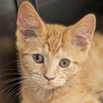 Mesa -  Domestic Short Hair Cat for Adoption in Jefferson, Wisconsin - Mesa | PetCurious