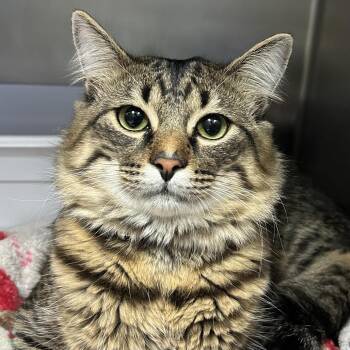 Domestic Medium Hair Cats Available for Adoption in Lakeland, Florida - Paco | PetCurious