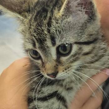 Egg Sandwich -  Domestic Short Hair Cat for Adoption in Carencro, Louisiana - Egg Sandwich | PetCurious