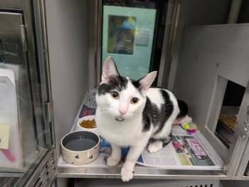 Moonsun -  Domestic Short Hair Cat for Adoption in Rowlett, Texas - Moonsun | PetCurious