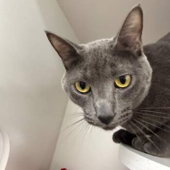 Siren -  Domestic Short Hair Cat for Adoption in Chaska, Minnesota - Siren | PetCurious