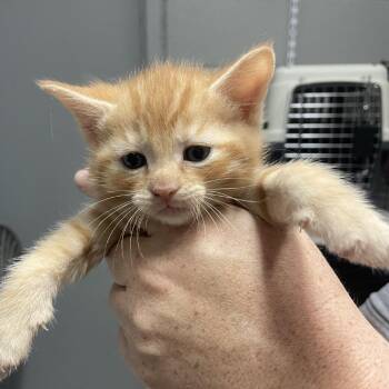 Pimento -  Domestic Short Hair Cat for Adoption in Birmingham, Alabama - Pimento | PetCurious