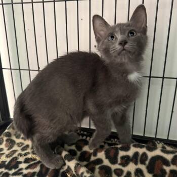 Tac -  Domestic Short Hair Cat for Adoption in NEW PT RICHEY, Florida - Tac | PetCurious