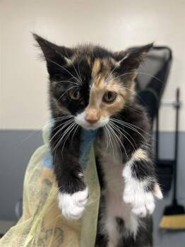 SANTANA -  Domestic Short Hair Cat for Adoption in Las Vegas, Nevada - SANTANA | PetCurious