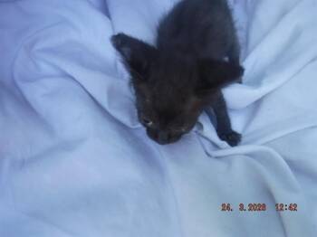 Domestic Short Hair Cats Available for Adoption - LENOX | PetCurious