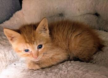 Lana -  Domestic Short Hair Cat for Adoption in Johnson City, Tennessee - Lana | PetCurious