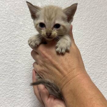 Hera -  Domestic Short Hair Cat for Adoption in Fort Smith, Arkansas - Hera | PetCurious