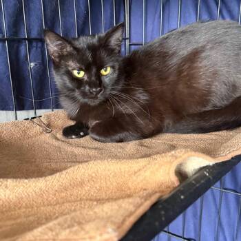 Domestic Short Hair Cats Available for Adoption in Normal, Illinois - Rain | PetCurious