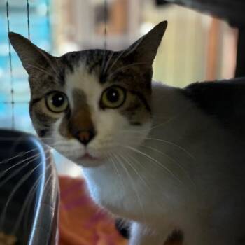 Rescue Tabby Cats for Adoption - Little Bit | PetCurious