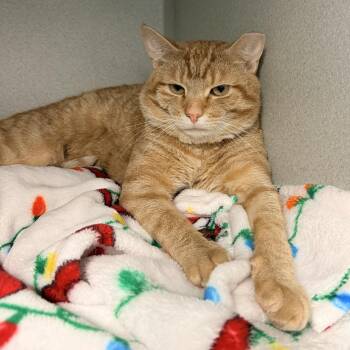 Domestic Short Hair Cats Available for Adoption in Pottsville, Pennsylvania - Pooh Bear | PetCurious