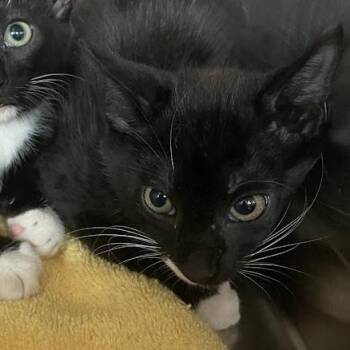 Sarge -  Domestic Short Hair Cat for Adoption in Port Charlotte, Florida - Sarge | PetCurious