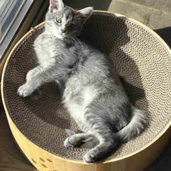 Rescue Domestic Short Hair Cats for Adoption - Sampson CS 0725 | PetCurious