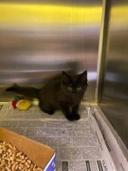 Solitaire -  Domestic Short Hair Cat for Adoption in Jackson, Tennessee - Solitaire | PetCurious