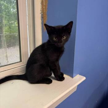 Rescue Domestic Short Hair Cats for Adoption in West Orange, New Jersey - Cleo | PetCurious