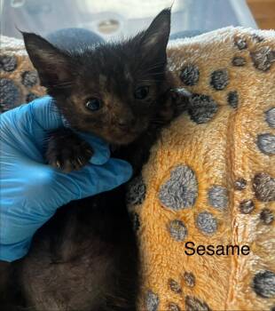 Sesame -  Domestic Short Hair Cat for Adoption in Johnson City, Tennessee - Sesame | PetCurious