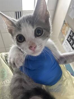 RYLAND -  Domestic Short Hair Cat for Adoption in Las Vegas, Nevada - RYLAND | PetCurious