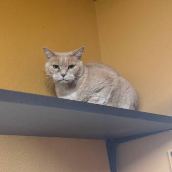 Rescue Domestic Short Hair Cats for Adoption in Okanogan, Washington - Buttermilk - Bonded | PetCurious