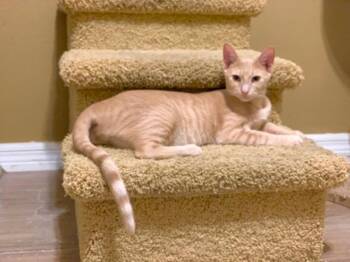 Domestic Short Hair Cats Available for Adoption in Gorham, Maine - Rum Raisin | PetCurious