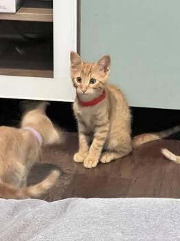 Miso -  Tabby and Domestic Short Hair Cat for Adoption in Richardson, Texas - Miso | PetCurious