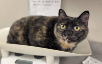Pretty Mama -  Domestic Short Hair Cat for Adoption in Bemidji, Minnesota - Pretty Mama | PetCurious
