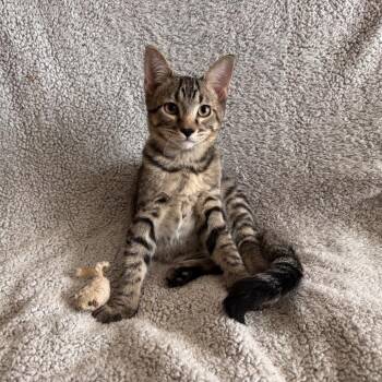 Milo 2 -  Domestic Short Hair Cat for Adoption in Carmel, Indiana - Milo 2 | PetCurious