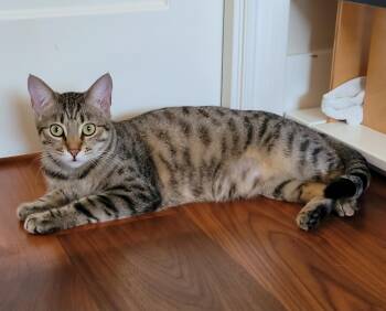 Mia -  Domestic Short Hair and Tabby Cat for Adoption in San Jose, California - Mia | PetCurious