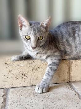 Buttercup Peanut Bonded To Axel Peanut -  Tabby Cat for Adoption in Chandler, Arizona - Buttercup Peanut Bonded To Axel Peanut | PetCurious