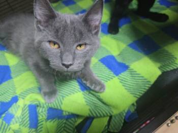 Domestic Short Hair Cats Available for Adoption in Pine Grove, Pennsylvania - Larry | PetCurious
