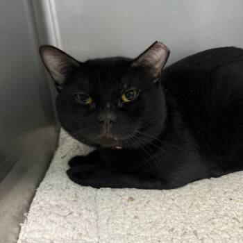 Luke -  Domestic Short Hair Cat for Adoption in Casa Grande, Arizona - Luke | PetCurious