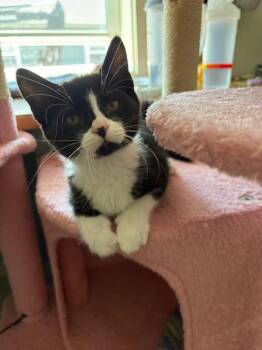 Hemera -  Domestic Short Hair Cat for Adoption in Rochester, Washington - Hemera | PetCurious