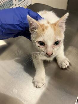 BRADY -  Domestic Short Hair Cat for Adoption in Long Beach, California - BRADY | PetCurious