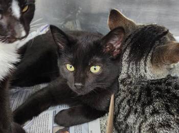 Domestic Short Hair Cats Available for Adoption - Charmed | PetCurious