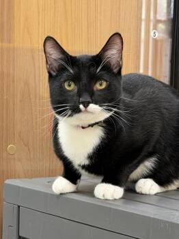 Domestic Short Hair Cats Available for Adoption in Cary, North Carolina - Sprinkles (kitten) | PetCurious