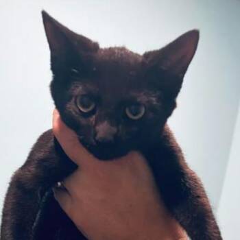 Karl -  Domestic Short Hair Cat for Adoption in Nashville, Tennessee - Karl | PetCurious