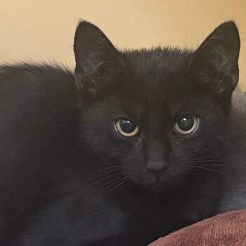 Bellamy -  Domestic Short Hair Cat for Adoption in East Hanover, New Jersey - Bellamy | PetCurious