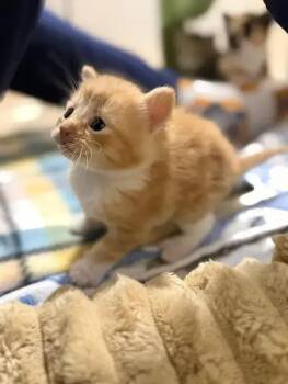 Domestic Short Hair Cats Available for Adoption - Kitten-3-M-Orange And White | PetCurious