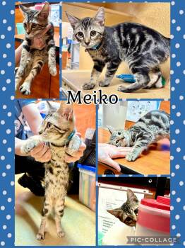 MEIKO -  Tabby Cat for Adoption in Lawton, Oklahoma - MEIKO | PetCurious